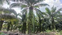 IMG-20211215-WA0026
