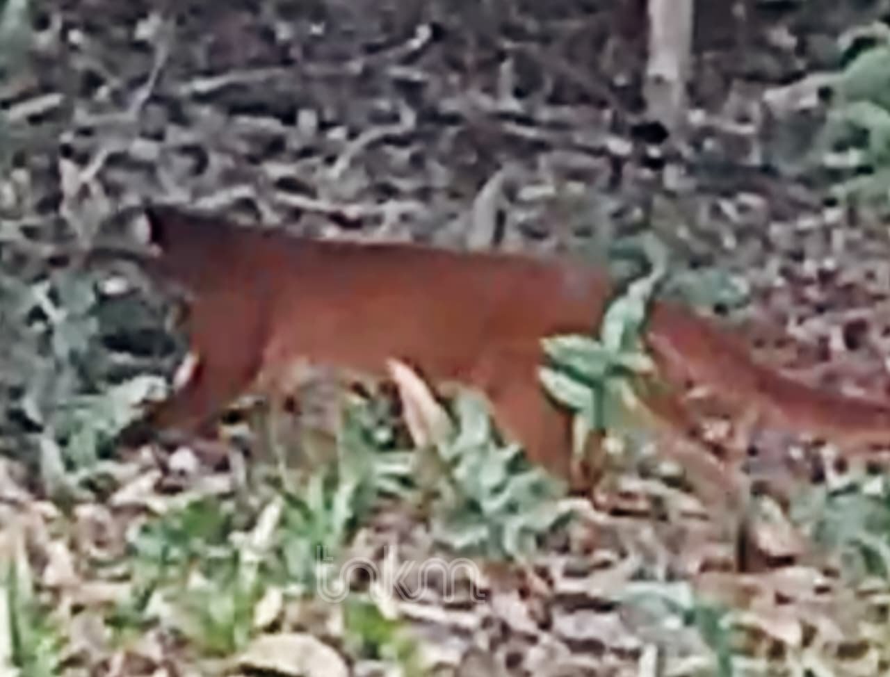 Kucing merah (Catopuma badia)